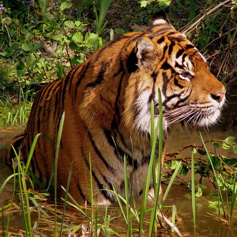 kaziranga-wildlife-tour